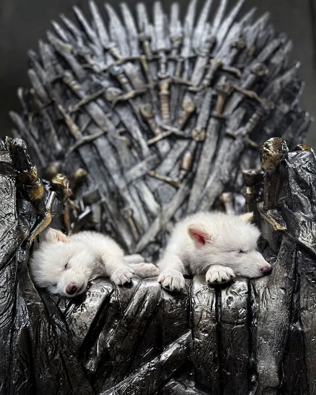 De promotiefoto van Colossal met de twee pups Romulus en Remus op de IJzeren Troon. Twee witte wolvenpups op de IJzeren troon uit de serie Game of Thrones