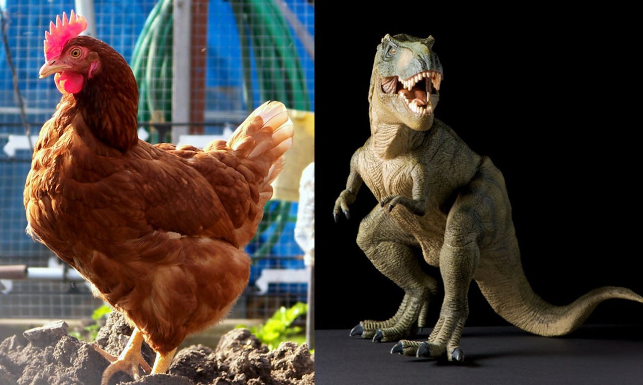 Twee foto's van een kip en een t-rex.