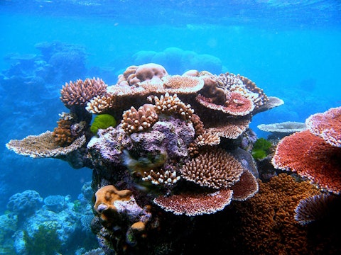 Een koraalrif met veel verschillende soorten koralen.