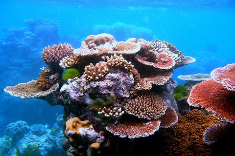 Een koraalrif met veel verschillende soorten koralen.