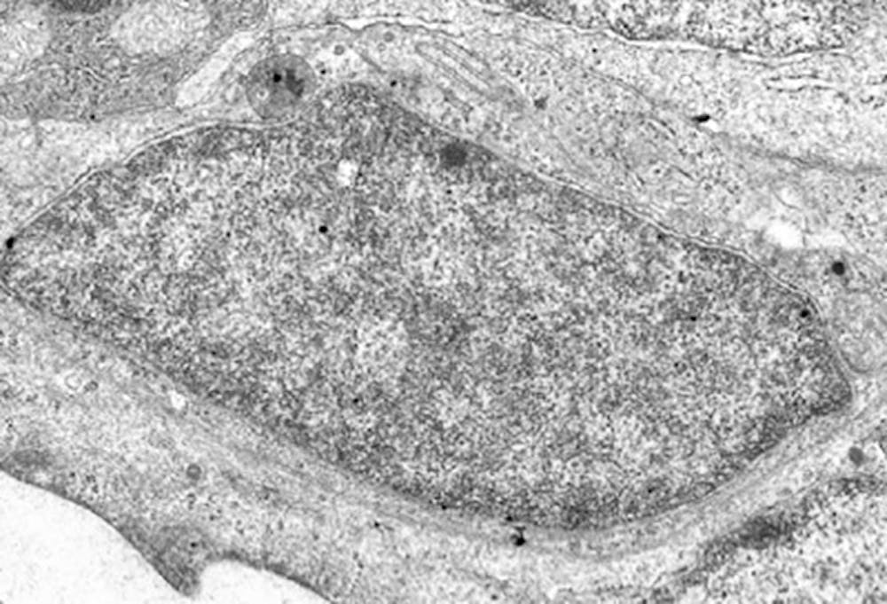 <p>Dit lijkt ook een cel, maar hier is een onderdeel van een cel zichtbaar: de celkern met <span class="caps">DNA</span>.</p>