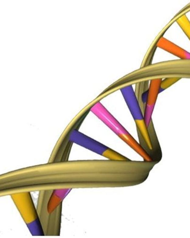 De structuur van een DNA-molecuul. In het bruin de ruggengraat van fosfaat en suiker. Binnenin de vier stikstofbasen, elk in een andere kleur, die gepaard zijn. Structuur van een DNS-molecuul weergegeven als twee draaiende strengen met gekleurde dwarsverbindingen.