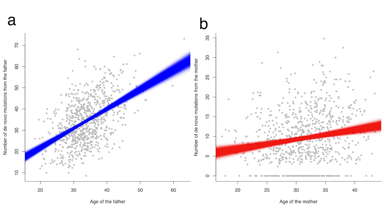Een grafiek van het aantal de novo mutaties (vertikale as) uitgezet tegen de leeftijd van de vader (links) en moeder (rechts).