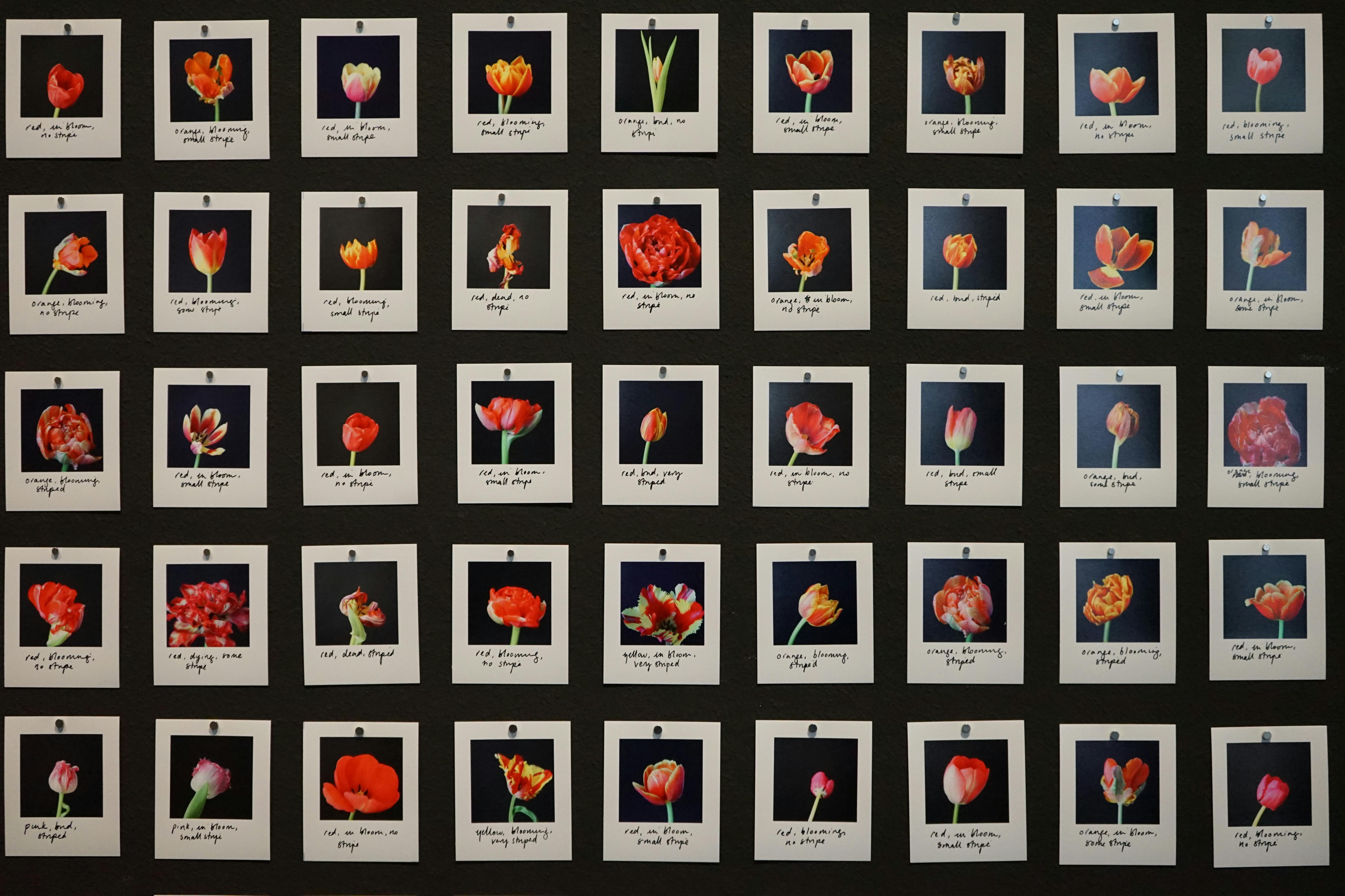 45 polaroids hangen naast en onder elkaar op een donkergrijze muur. Op elke polaroid staat een andere tulp. Onder elke foto staat een handgeschreven tekst.