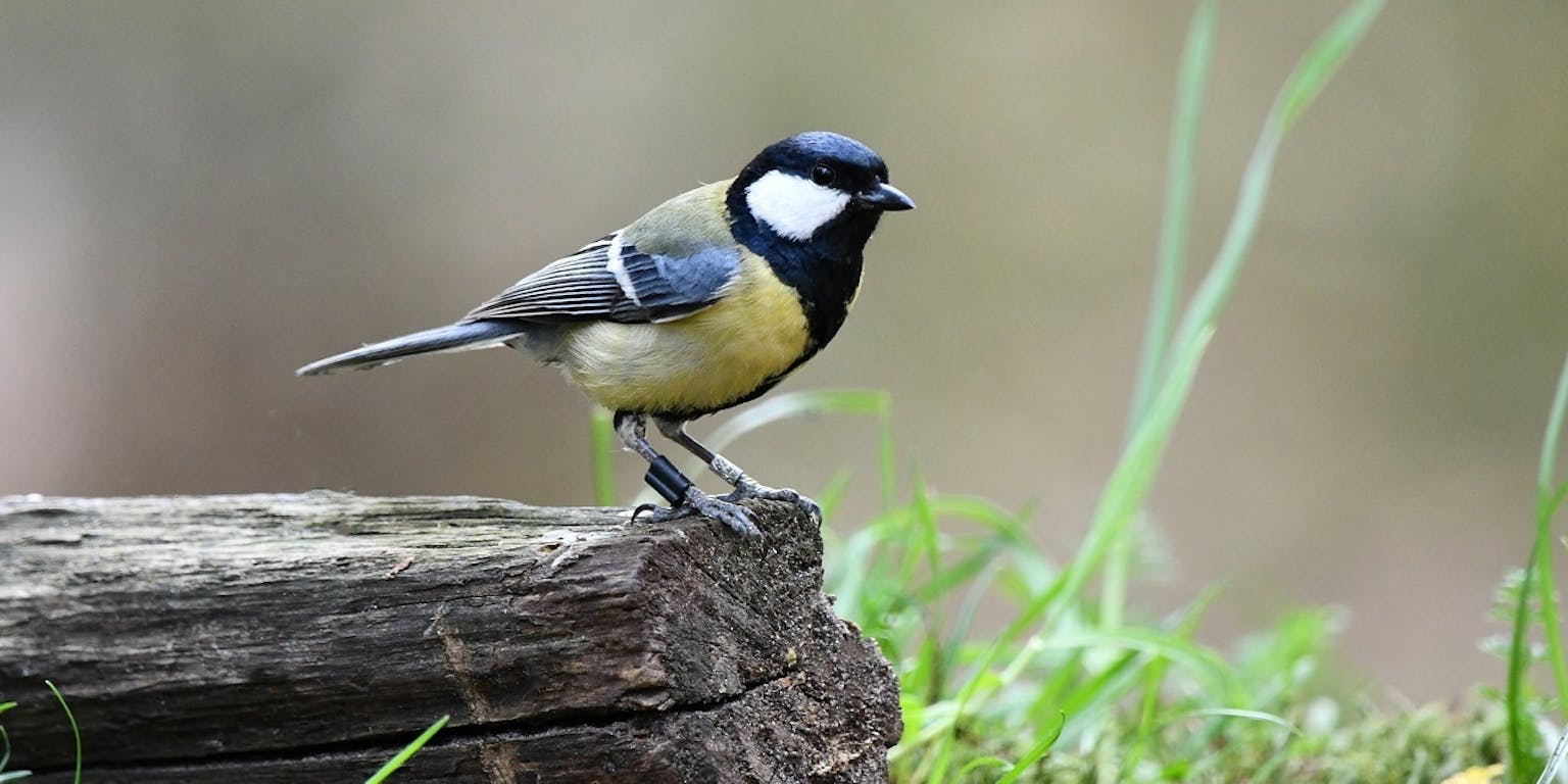 Een koolmees op een stuk hout.