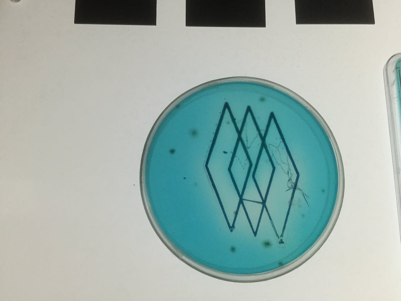 Geprinte bacteriën door Joost Dankelman.