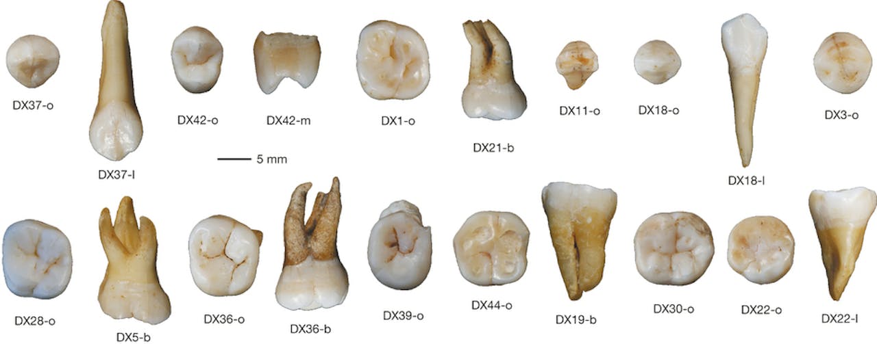 Een selectie van de 47 tanden en kiezen, gevonden in de Fuyangrotten, in de Zuid-Chinese provincie Daoxian. De tanden zijn maximaal 120.000 jaar oud en afkomstig van dertien moderne mensen. Archeoloog Mark Sier: “Met deze vondst kunnen we onomstotelijk bewijzen dat Homo sapiens maximaal 120.000 jaar geleden al uit Afrika vertrok én gebieden vermeed waar andere menssoorten leefden.” Met andere woorden: we moeten de vroegste geschiedenis van de moderne mens gaan herschrijven door deze fundamentele vondst.