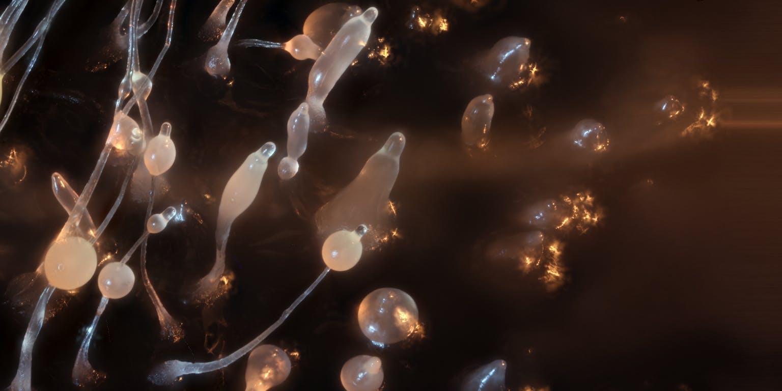 Een groep slijmschimmels Dictyostelium discoideum op een donkere achtergrond.
