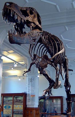Een t-rex-skelet in een museum.