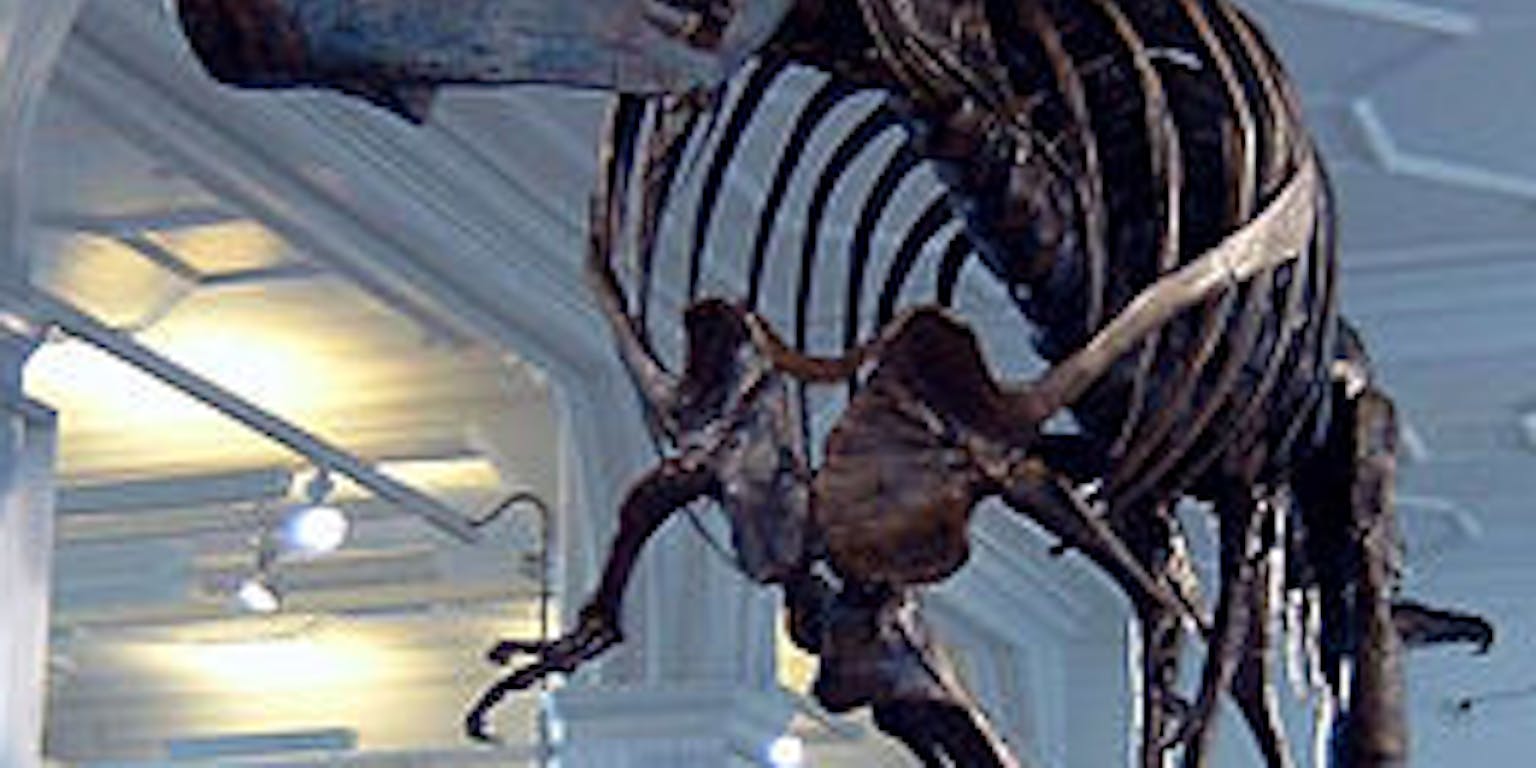 Een t-rex-skelet in een museum.