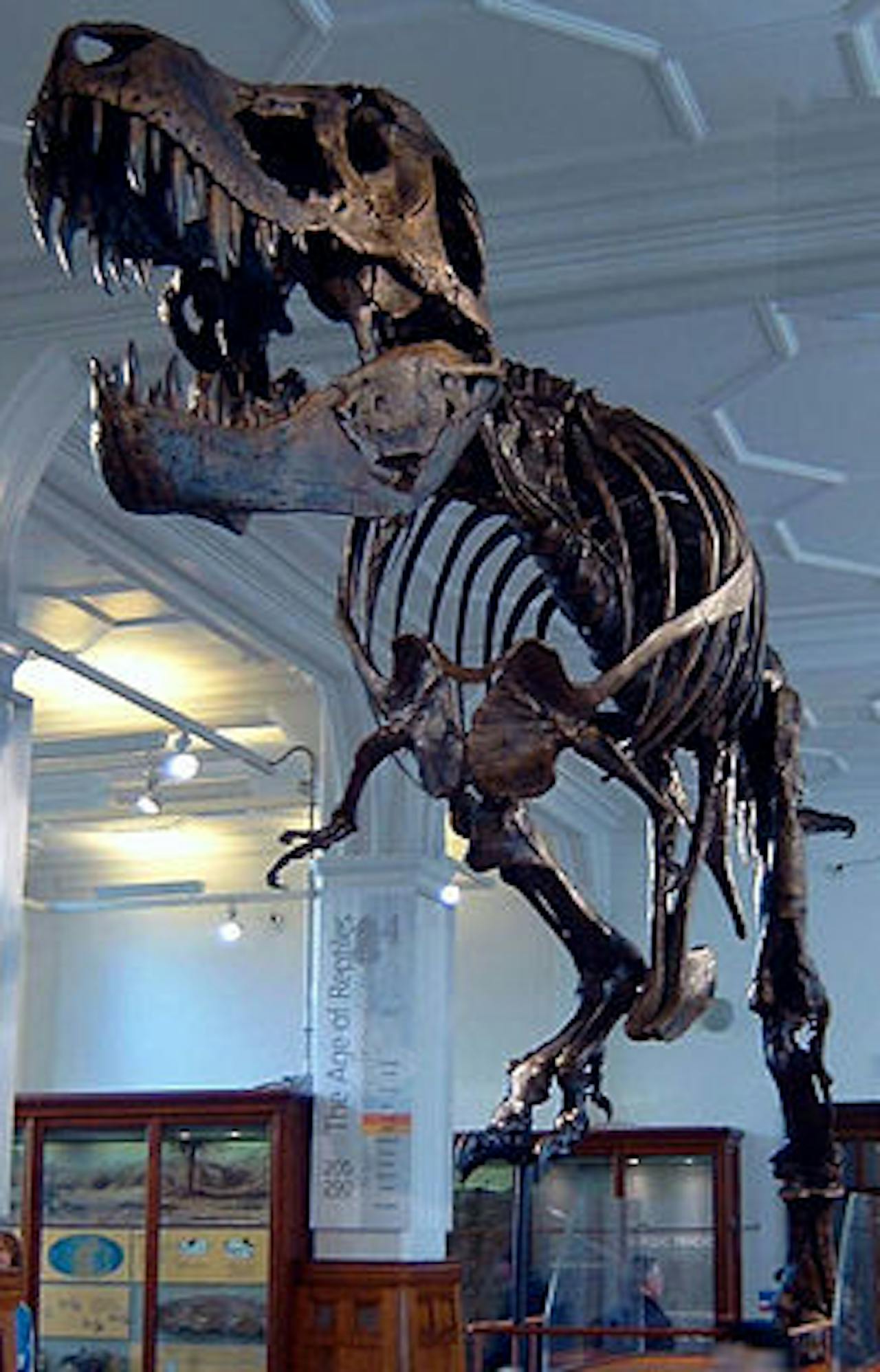 Een t-rex-skelet in een museum.