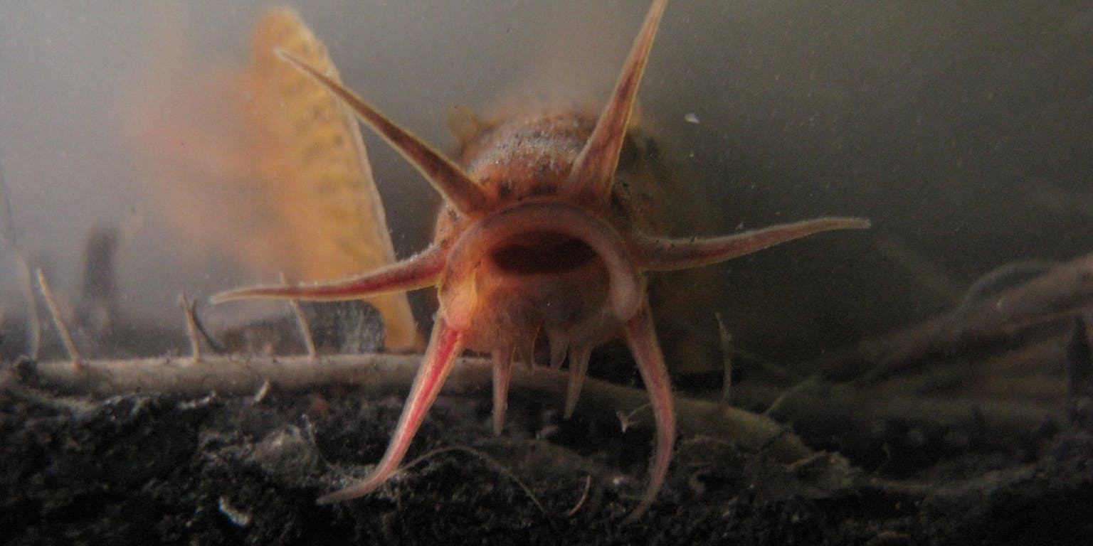 Een modderkruiper in het water die recht in de camera kijkt.