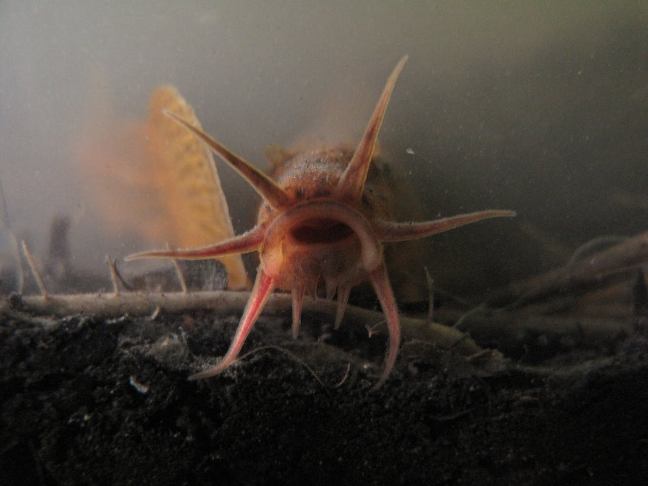 Een modderkruiper in het water die recht in de camera kijkt.