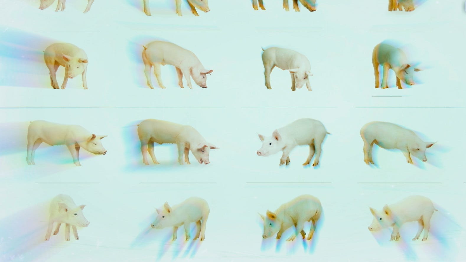 Een fotocollage van 12 verschillende varkens.