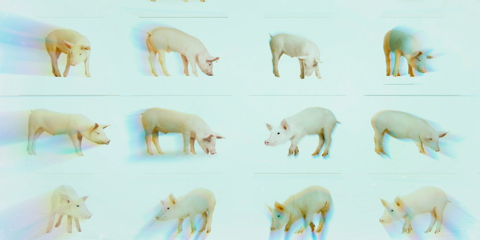 Een fotocollage van 12 verschillende varkens.