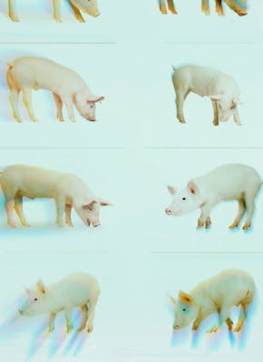 Een fotocollage van 12 verschillende varkens.