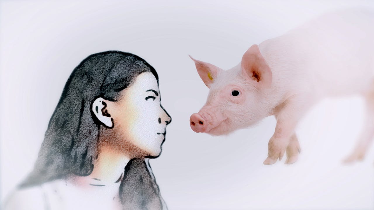 Een tekening van een vrouw en een varken. De achtergrond is wit.