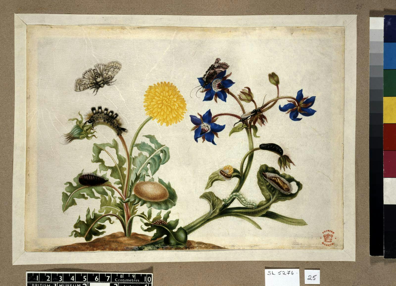 levenscyclus nachtvlinder, getekend door Maria Sibylla Merian