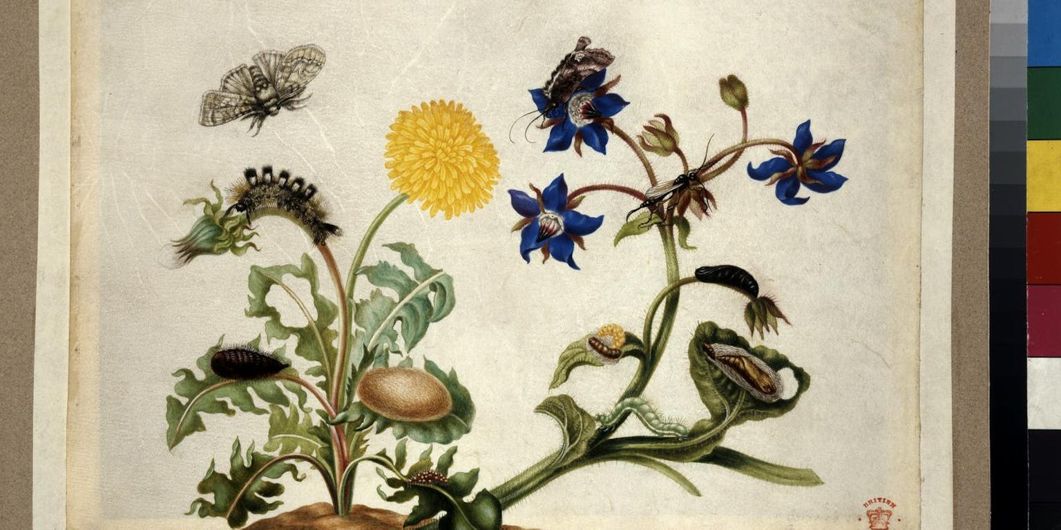 levenscyclus nachtvlinder, getekend door Maria Sibylla Merian