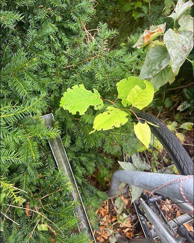 Fietsenrek van bovenaf gezien tussen de dennentakken. Eén stengel met blaadjes schier ertussen op. Fietsenrek van bovenaf gezien tussen de dennentakken. Eén stengel met blaadjes schier ertussen op.