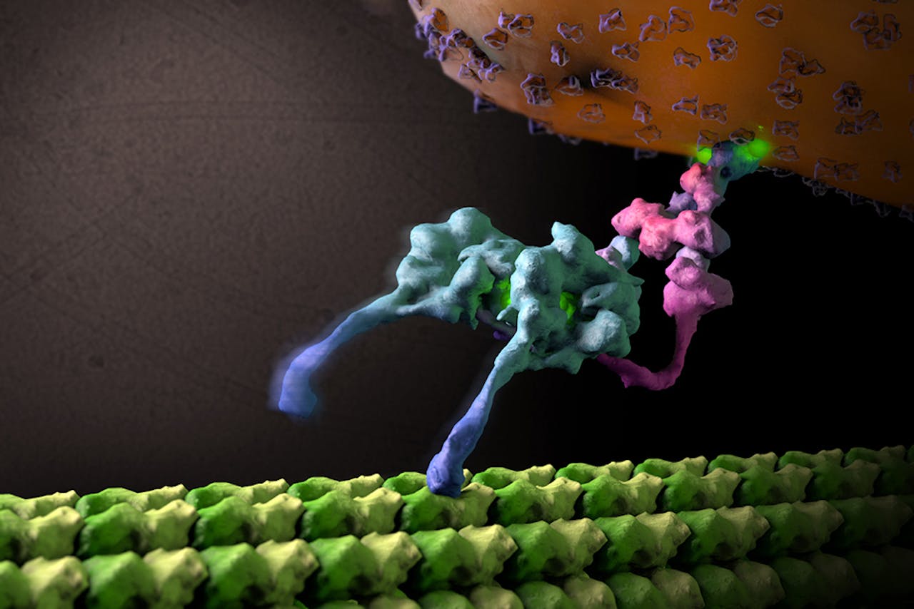 Motoreiwit dyneïne wandelend over een microtubulus.