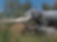 Een olifant met jong vanaf de zijkant gezien in het hoge gras. De slagtanden lopen recht naar voren.