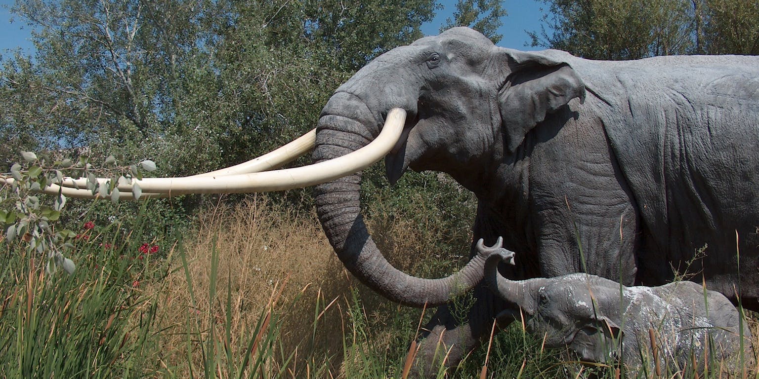 Een olifant met jong vanaf de zijkant gezien in het hoge gras. De slagtanden lopen recht naar voren.