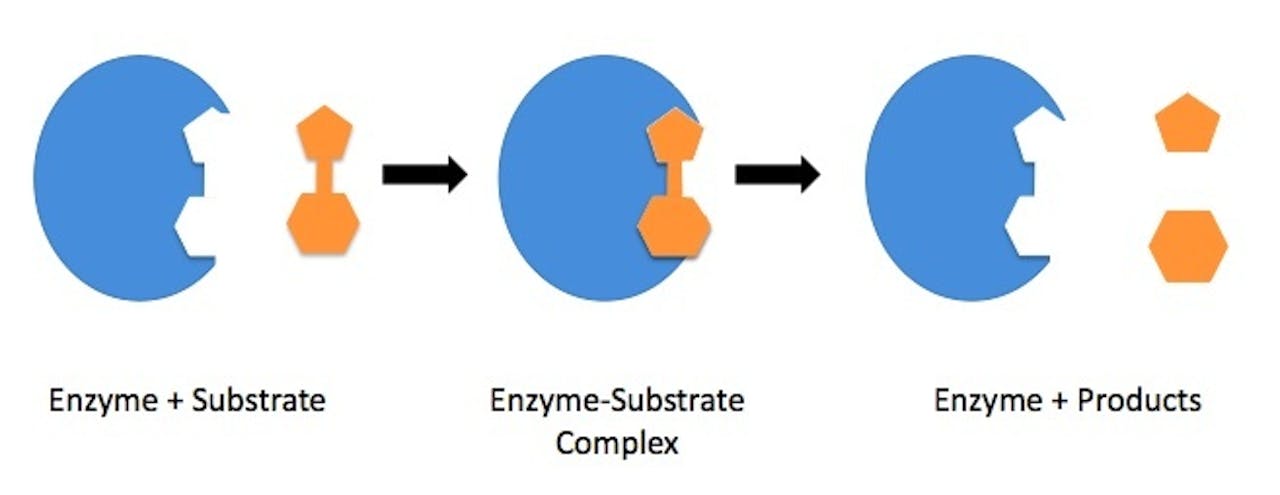 Enzymsubstraatcomplex.
