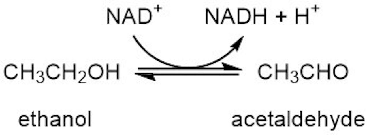 Afbeelding met de scheikundige formules van ethanol en acetaldehyde.