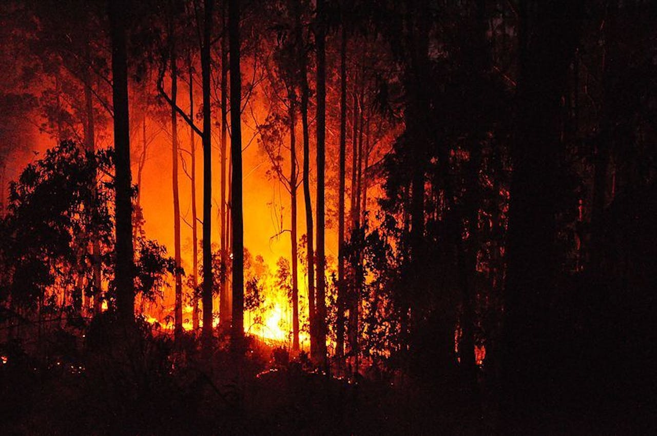 De Eucalyptusbomen in de Portugese bossen zijn prima brandhout. Beter bosbeheer kan helpen het brandgevaar te beperken. (Foto van Madeira, mei 2011)