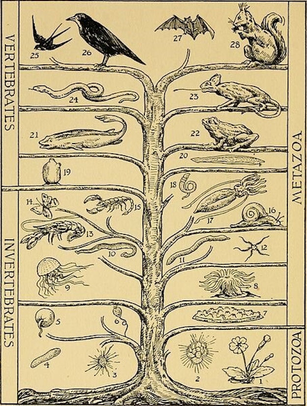 Een oude evolutieboom