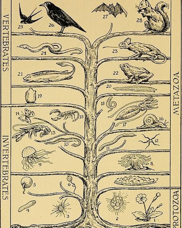 Een oude evolutieboom