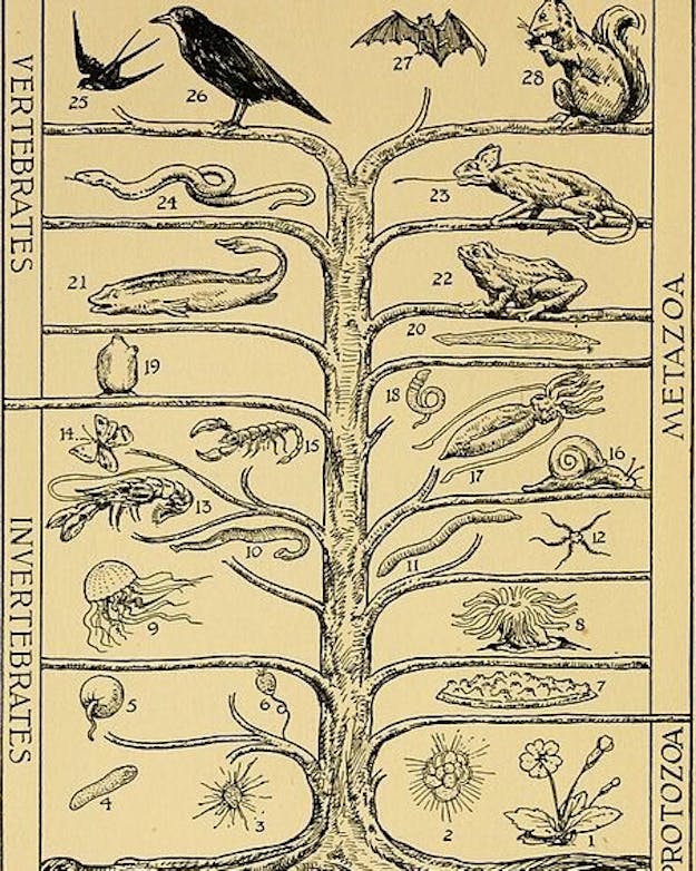 Een oude evolutieboom Een oude evolutieboom