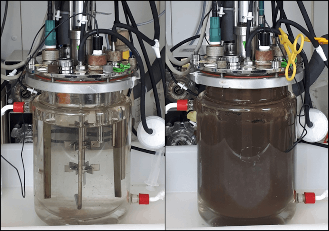Bioreactor gevuld met water (links) en met bruine slurry (bacteriën) uit de rioolwaterzuiveringsinstallatie (rechts).