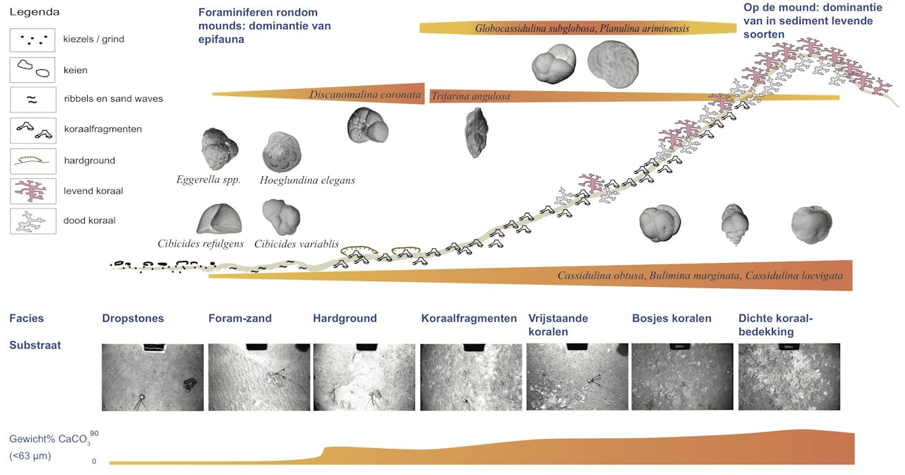 Smeulders legde een verband tussen een bepaalde combinatie van foraminiferen en de dichtheid van de koraalbedekking. Hiermee kan ook de koraalgroei in het geologisch verleden gereconstrueerd worden.