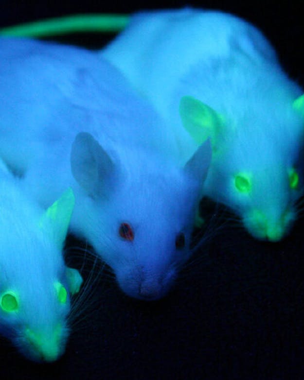 Vanaf de jaren negentig ontwikkelde de biotechnologie verder waardoor onderzoekers proefdieren genetisch konden aanpassen. Ze introduceerden bijvoorbeeld een erfelijke ziekte of maakte het dier vatbaarder voor een infectieziekte. De linker- en rechtermuis in deze foto hebben een extra gen in hun DNA waardoor ze fluoresceren onder uv-licht. De muis in het midden is een onaangepaste muis. Foto van drie witte muizen onder uv-licht. De linker en rechter muis in deze foto hebben een extra gen in hun DNA waardoor ze fluoresceren onder uv-licht. De muis in het midden is een onaangepaste muis en licht dus niet op.