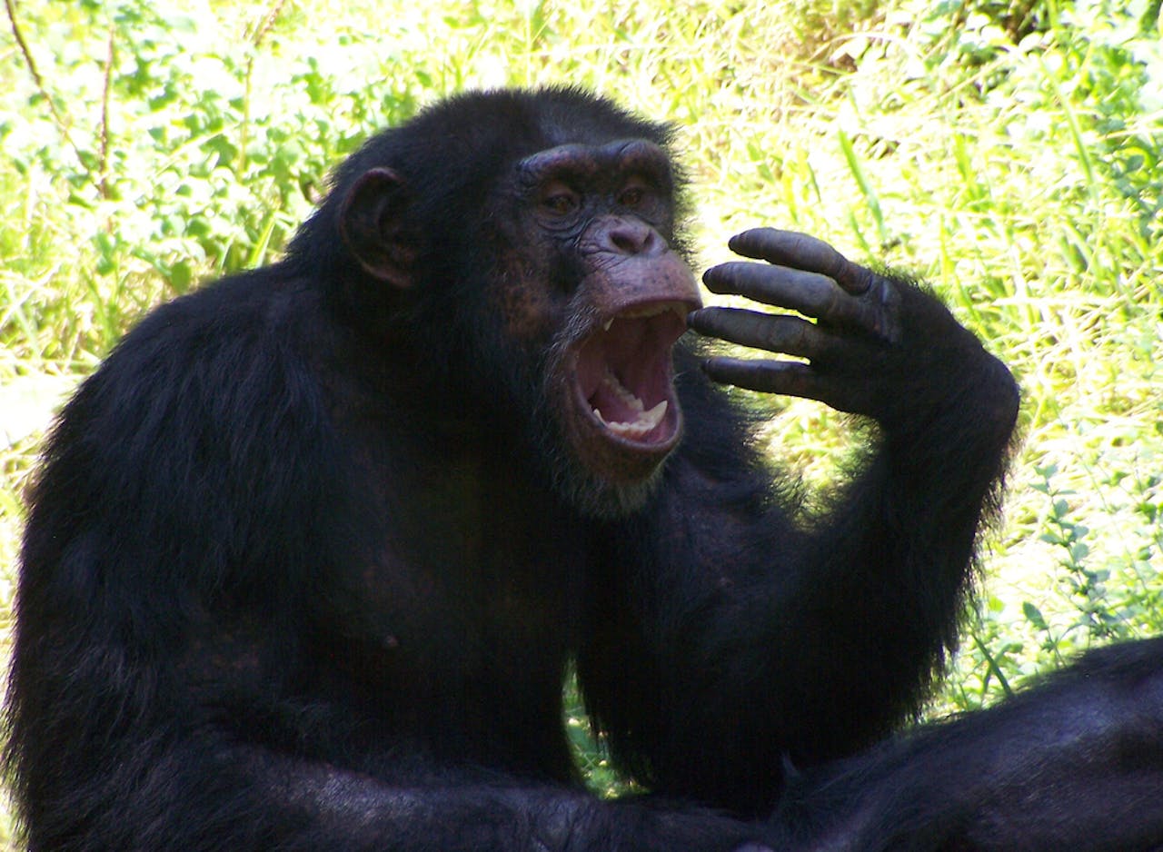 Ook chimpansees laten zich aansteken door gapende soortgenoten