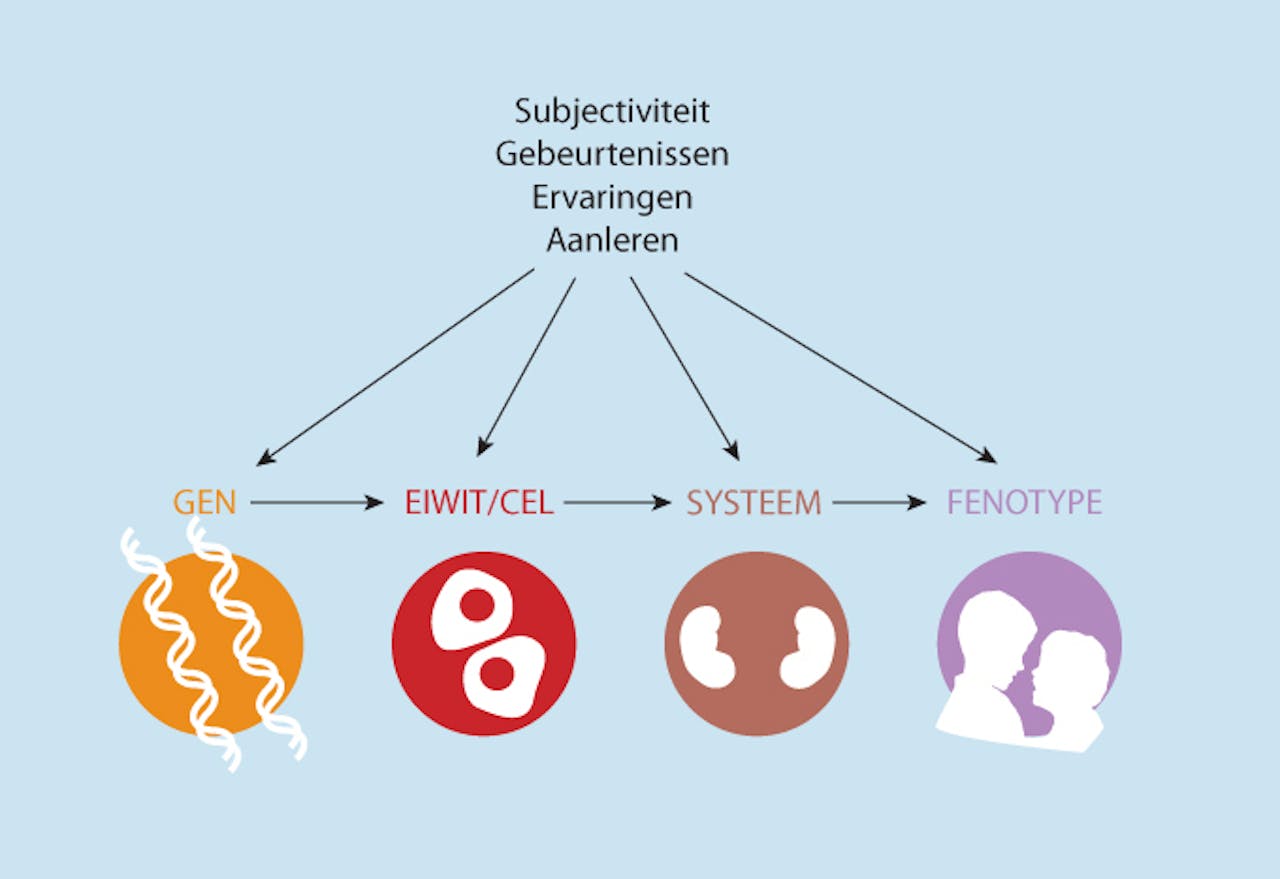 Een diagram die laat zien hoe ervaringen genen, eiwitten en fenotypes beïnvloeden.
