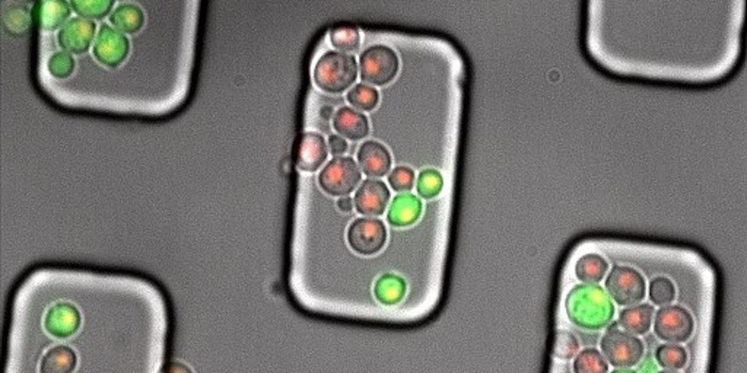 Gistcellen met lichtgevende eiwitten: GFP (groen) en RFP (rood).