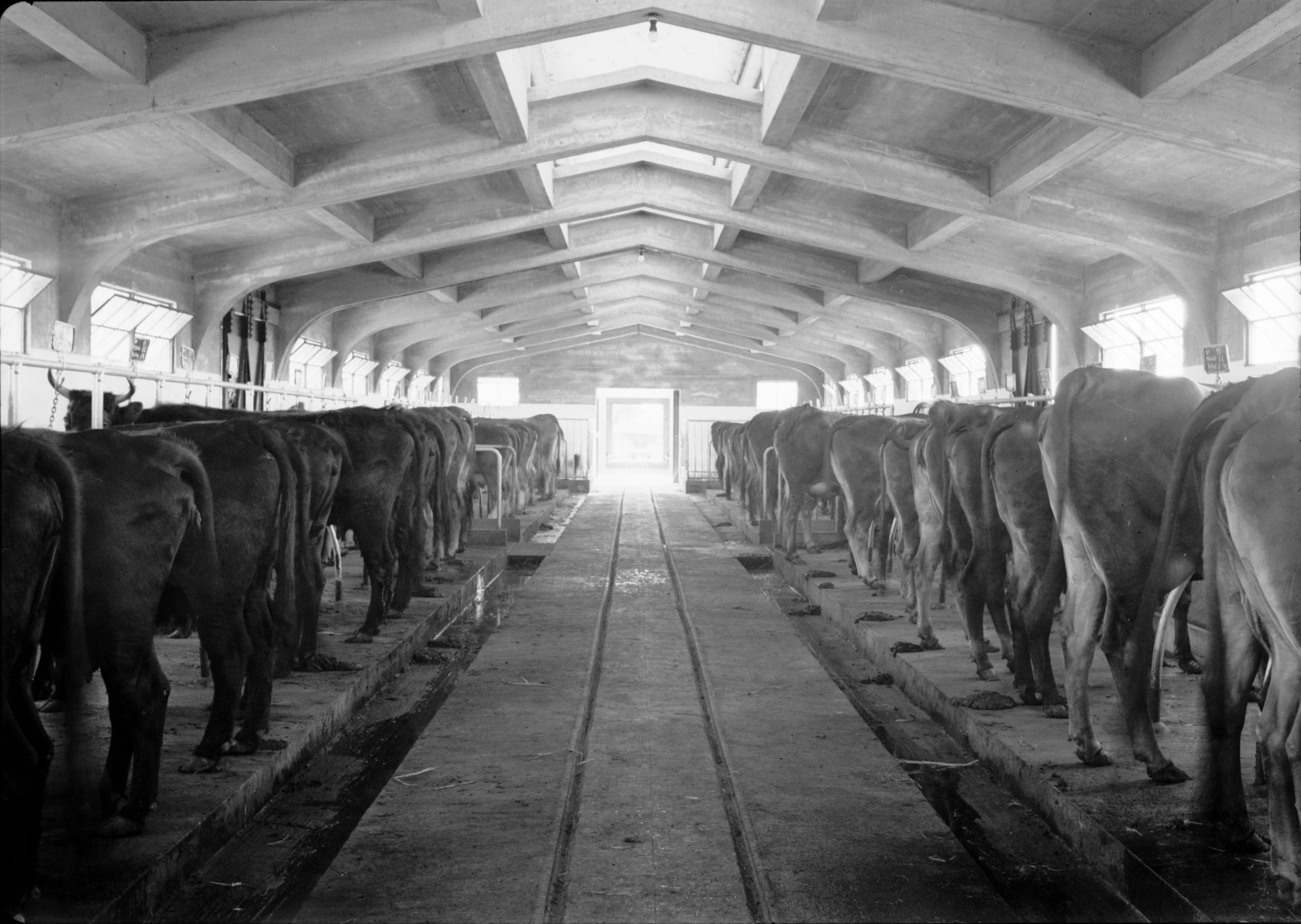 Een koeienstal in 1940.