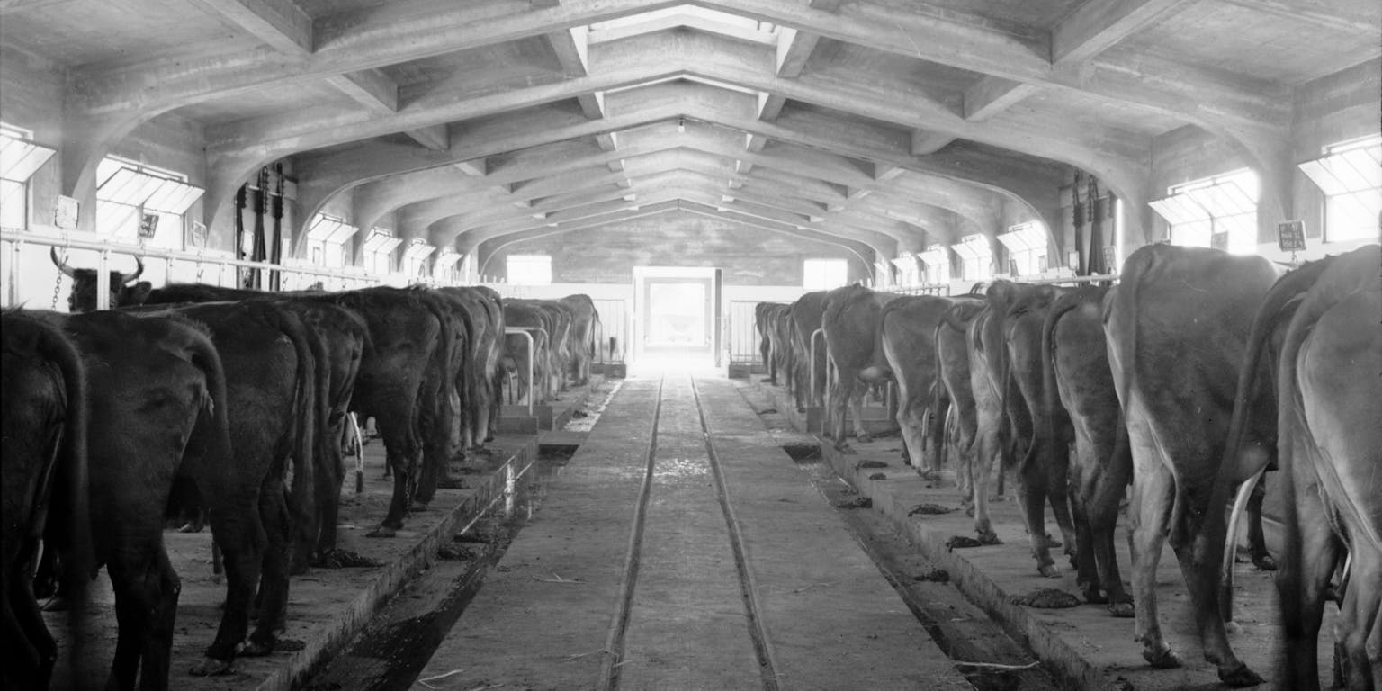 Een koeienstal in 1940.