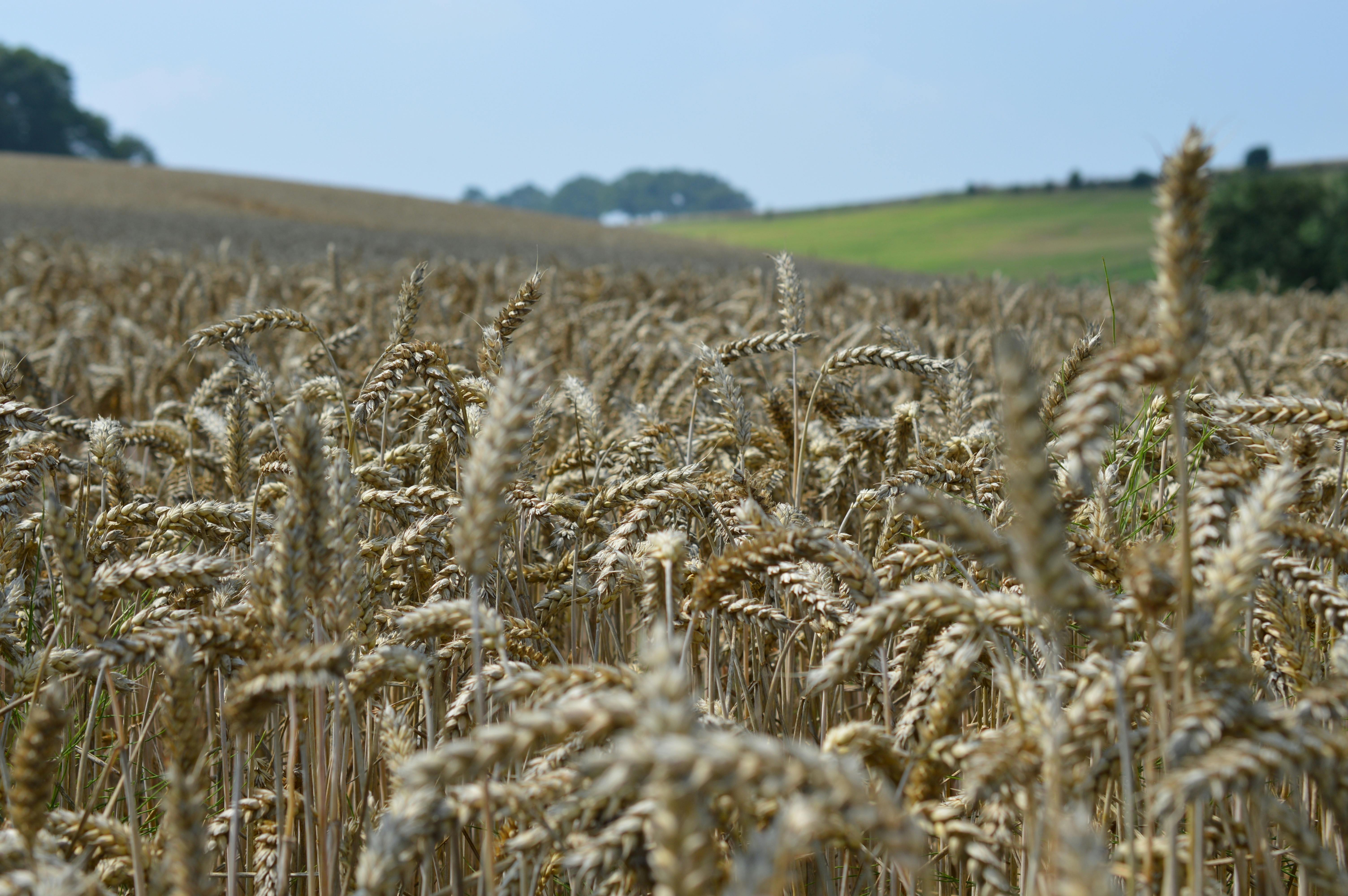 Een veld genetisch gemodificeerd graan.