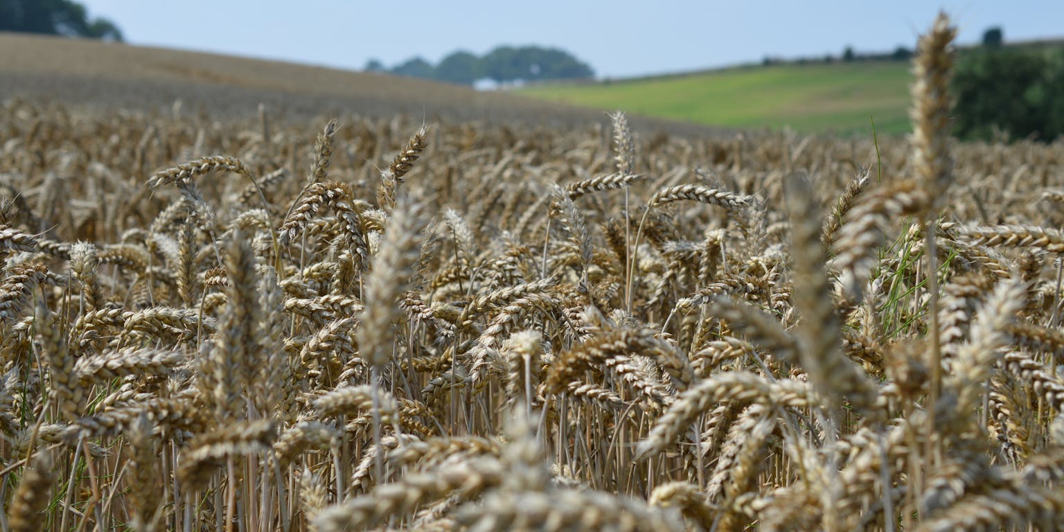 Een veld genetisch gemodificeerd graan.