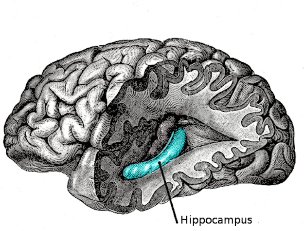 De linker hippocampus. Schijnt volgens wetenschappers van vroeger een beetje op een zeepaardje te lijken?