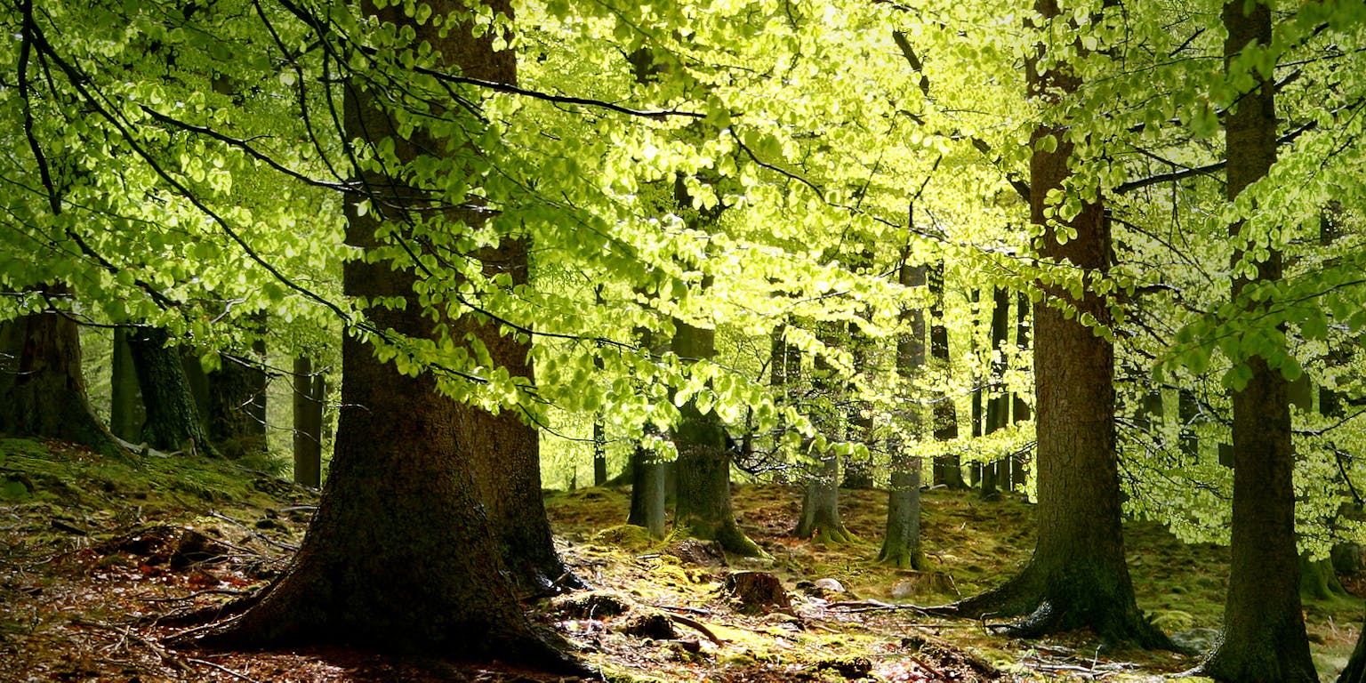 De zon schijnt door een groen bos.