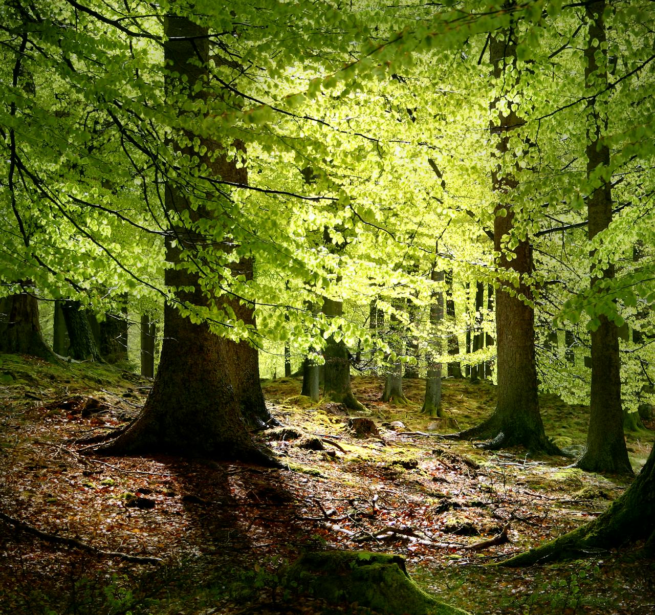 De zon schijnt door een groen bos.