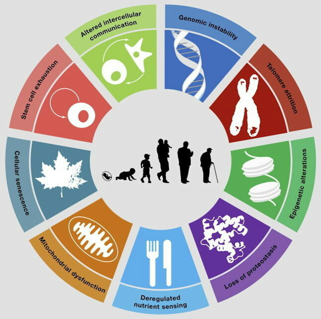 Schematisch overzicht van de negen pijlers van veroudering, weergegeven in een cirkel rondom silhouetten van mensen in oplopende leeftijd.
