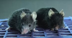Twee muizen. De linker is grijs, de rechter heeft een zwarte vacht.