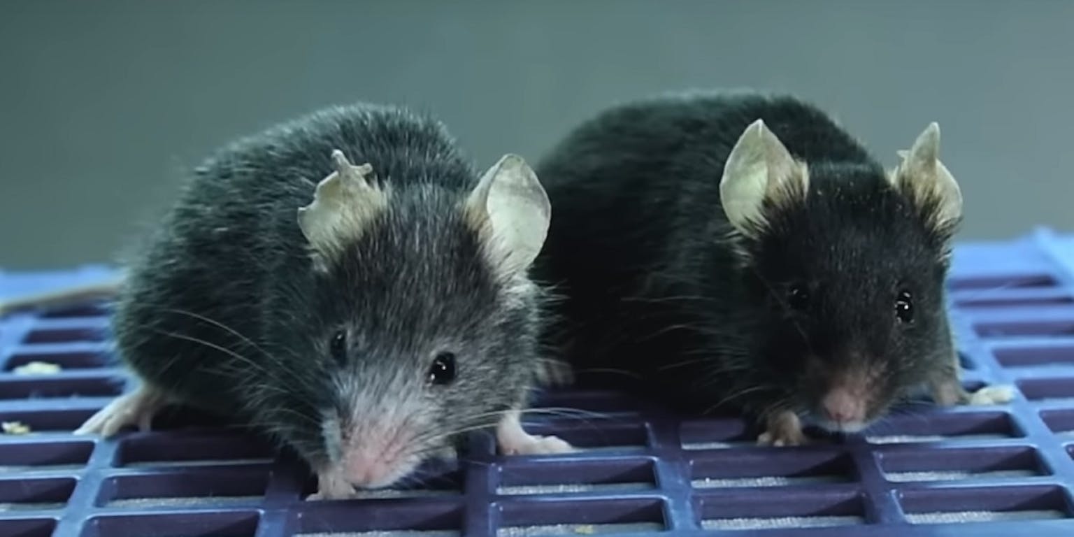 Twee muizen. De linker is grijs, de rechter heeft een zwarte vacht.