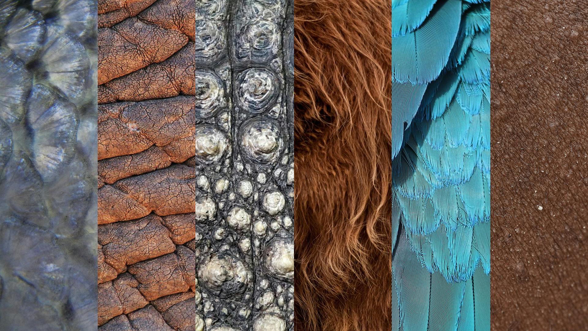 Verschillende dierenhuiden en vachten.